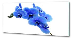 Panou sticlă decorativa bucătărie albastru orhidee