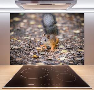 Sticlă bucătărie veveriţă