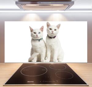 Sticlă bucătărie pisici albe