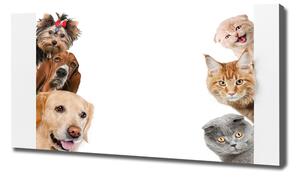 Tablou pe pânză canvas Câini și pisici