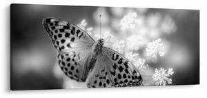 Tablou - Detailu cu fluture care polenizează floare (120x50 cm)