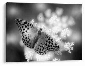 Tablou - Detailu cu fluture care polenizează floare (70x50 cm)