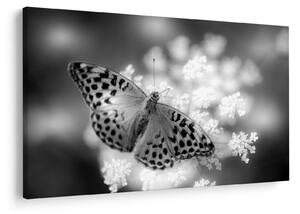 Tablou - Detailu cu fluture care polenizează floare (90x60 cm)