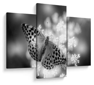 Tablou - Detailu cu fluture care polenizează floare (90x60 cm)