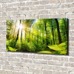 Tablou canvas Pădurea în soare
