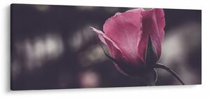 Tablou - Detaliu florii de trandafir (120x50 cm)