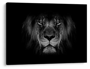 Tablou - Leu majestic (70x50 cm)