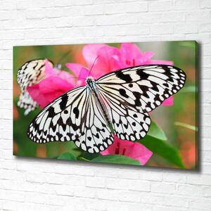Tablou pe pânză canvas Fluture pe o floare