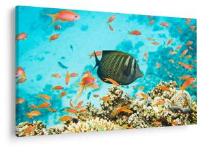 Tablou lumii submarine (90x60 cm)