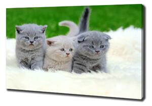 Print pe pânză Trei pisici pe o pătură