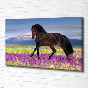 Pictură pe pânză Un cal într-un câmp de lavandă