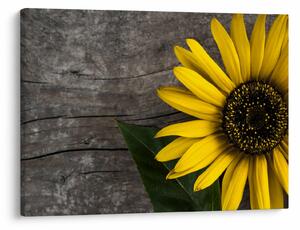 Tablou - Floare de floarea soarelui (70x50 cm)