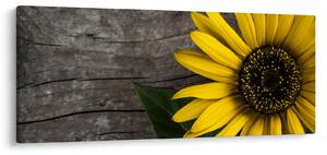 Tablou - Floare de floarea soarelui (120x50 cm)