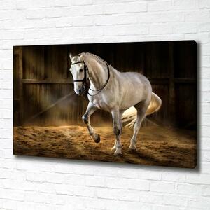 Imprimare tablou canvas cal alb în grajd