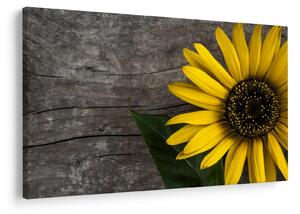 Tablou - Floare de floarea soarelui (90x60 cm)