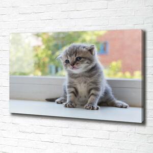 Tablou canvas pisica mica la fereastra
