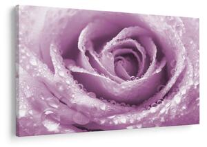 Tablou detaliu de floare de trandafir (90x60 cm)
