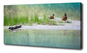 Imprimare tablou canvas Ducks de apă