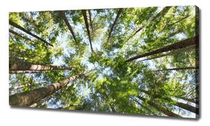 Imprimare tablou canvas ramuri superioare ale unui copac