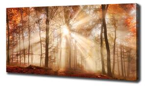 Print pe canvas Ceață în toamna anului pădure