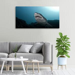 Print pe canvas rechin mare