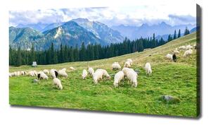 Tablouri tipărite pe pânză Oi în munții Tatra
