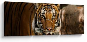 Tablou cu tigrul (cu ceas) (90x30 cm)