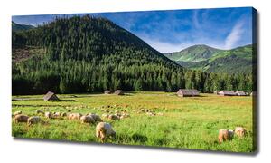 Imprimare tablou canvas Oi în munții Tatra