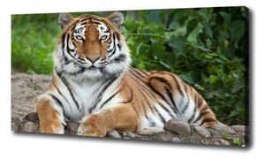 Tablouri tipărite pe pânză tigru siberian