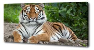 Tablouri tipărite pe pânză tigru siberian