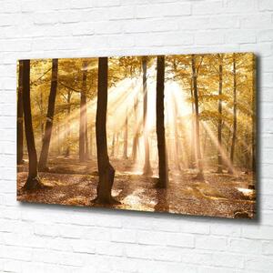 Tablou pe pânză canvas pădure în toamna