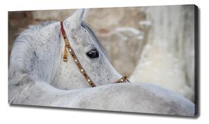 Tablou pe pânză canvas cal arab alb