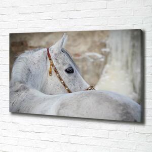 Tablou pe pânză canvas cal arab alb