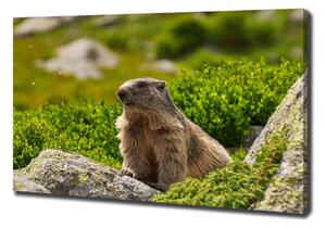 Tablou pe pânză canvas marmota