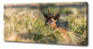 Print pe canvas Deer în domeniu