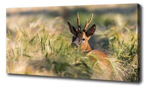 Print pe canvas Deer în domeniu