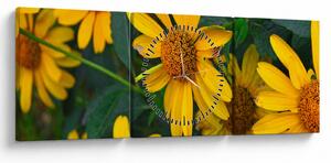 Tablou cu flori galbene (cu ceas) (90x30 cm)