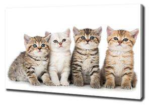 Tablouri tipărite pe pânză pisici de talie mică