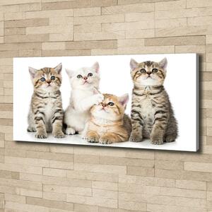 Tablou pe pânză canvas pisici de talie mică