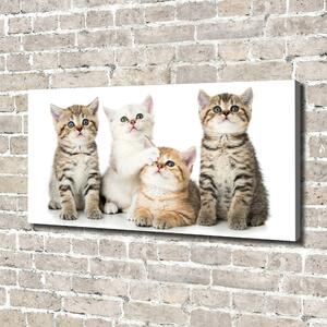 Tablou pe pânză canvas pisici de talie mică