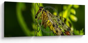 Tablou cu omide (cu ceas) (90x30 cm)