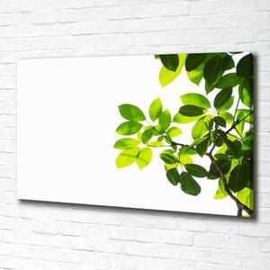 Tablou pe pânză canvas Frunze