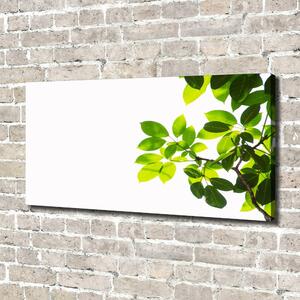 Tablou pe pânză canvas Frunze