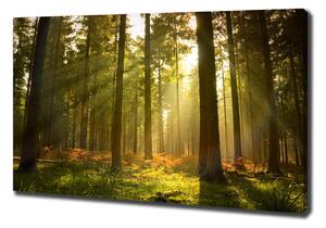 Imprimare tablou canvas Pădurea în soare