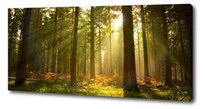 Imprimare tablou canvas Pădurea în soare