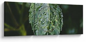 Tablou - picături pe frunză (cu ceas) (90x30 cm)