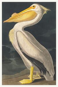 Reproducere The White Pelican (Birds) - John James Audubon