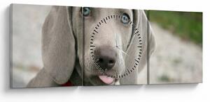 Tablou - cățeluș weimaraner (cu ceas) (90x30 cm)