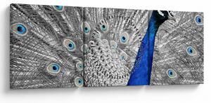 Tablou - păun albastru (cu ceas) (90x30 cm)