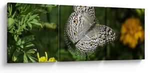 Tablou - fluture alb (cu ceas) (90x30 cm)